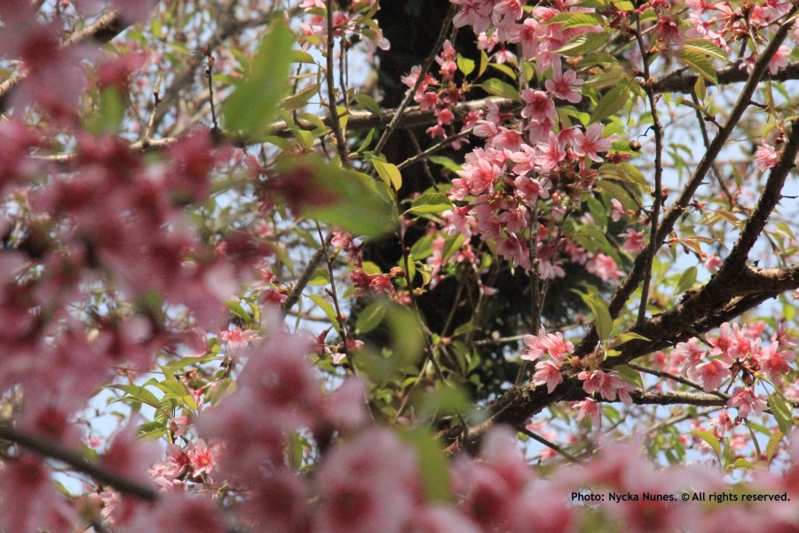 Fiori 1 by Nycka Nunes. All rights reserved.