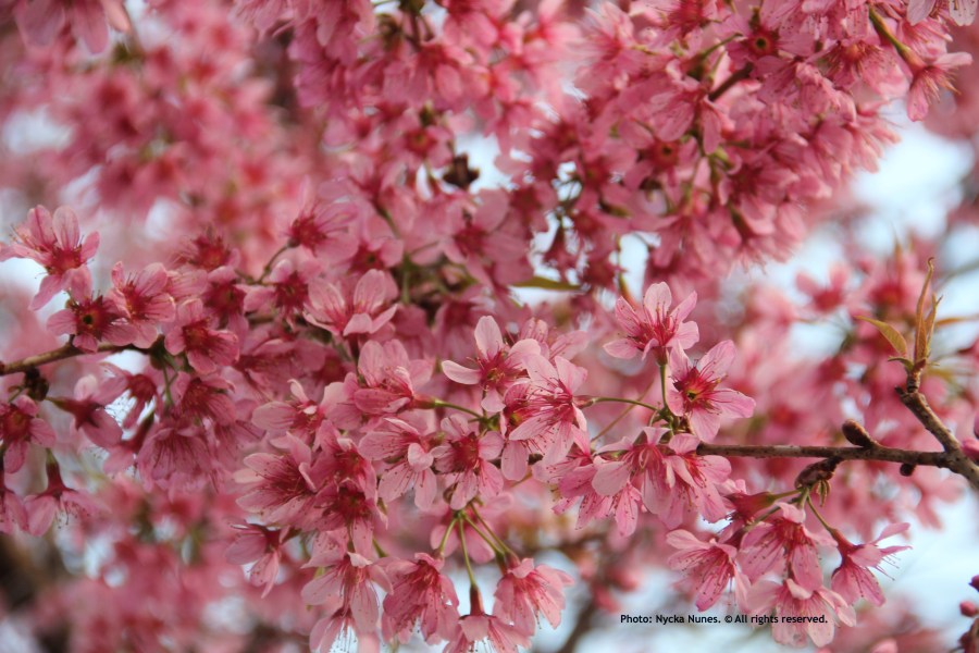 Fiori 2 by Nycka Nunes. All rights reserved.