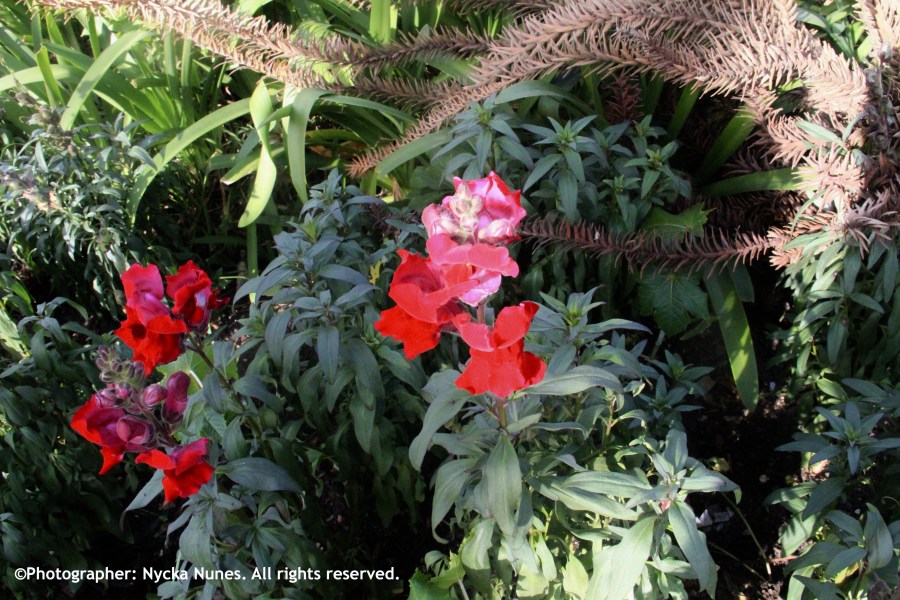 Fiori 3 by Nycka Nunes. All rights reserved.